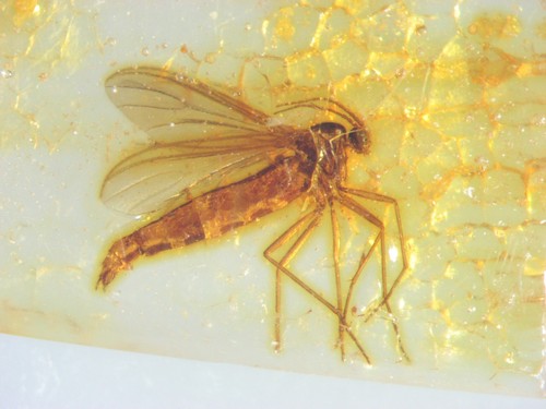 Pliocene amber kenya africa - amber,
