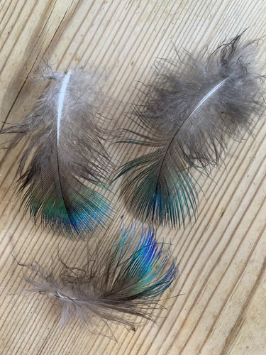 Small iridescent peacock - iridescent,
