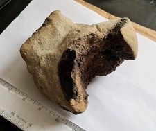 Large Unidentified UK Dinosaur