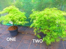 32inch inc. pot Weeping