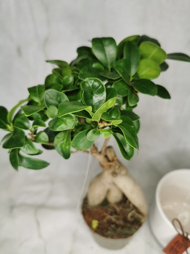 Ficus ginseng bonsai tree - ficus,