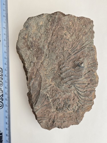 Crinoid fossil morocco - crinoid,