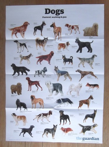 The guardian wallchart - the, wall