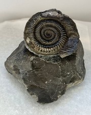 Ammonite Fossil with Stone