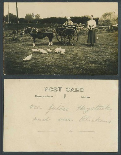 Pony horse drawn - horse,