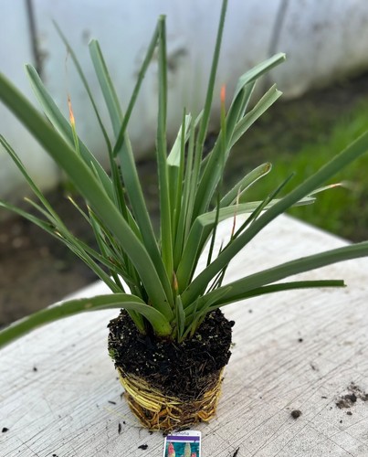 Kniphofia red yellow hot poker - kniphofia,