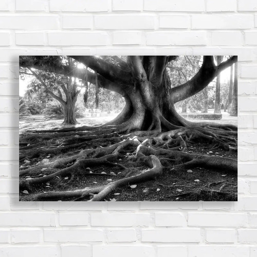 Centenarian tree beautiful - centenarian,