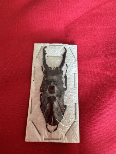 Stag beetle unmounted - stag,