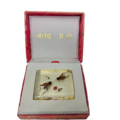 Vintage entomology insect - vintage,