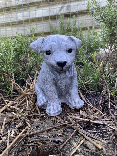 Jack russell pup garden - jack,