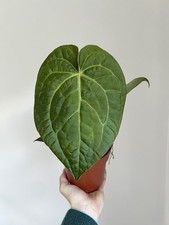 Anthurium Dark Phoenix - 12cm