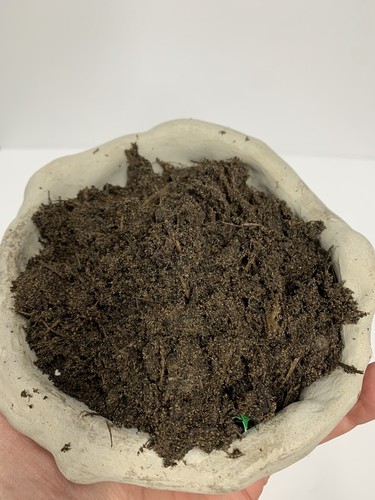 Bonsai tree soil ready mixed - bonsai, 1