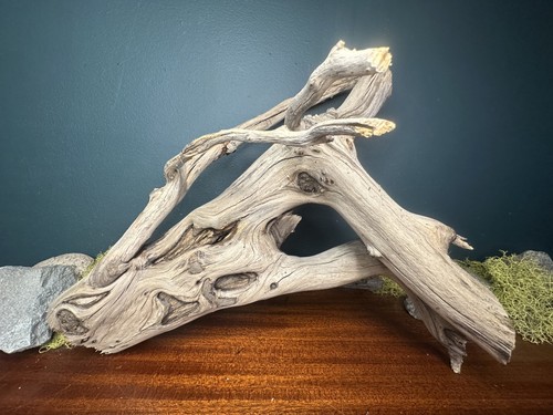 Manzanita driftwood - 15”,