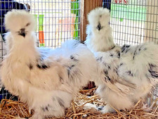 6 Panted Silkie eggs