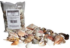 Tropical Sea Shells Clams