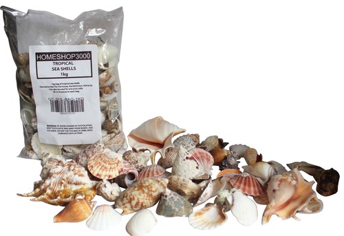 Tropical sea shells clams - shells,