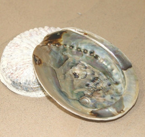 Abalone shell natural paua - abalone,