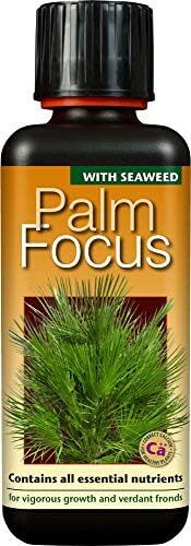 Palm focus 300 - palm, ml