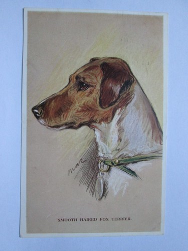 The smooth haired fox terrier - the,