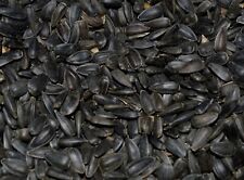 Premium Black Oil Sunflower