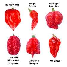 Worlds HOTTEST Chilli - 48