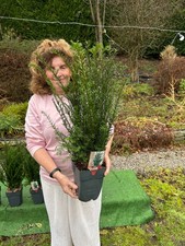 6 x English Yew Trees. Hedging