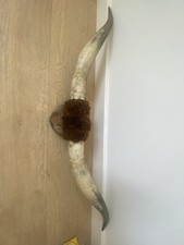 Horns Ready To Mount On A Wall
