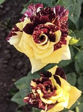 HYBRID TEA ROSE ‘ABRACADABRA’ BARE ROOT GARDEN ROSE,PERNNIAL PLANTS 