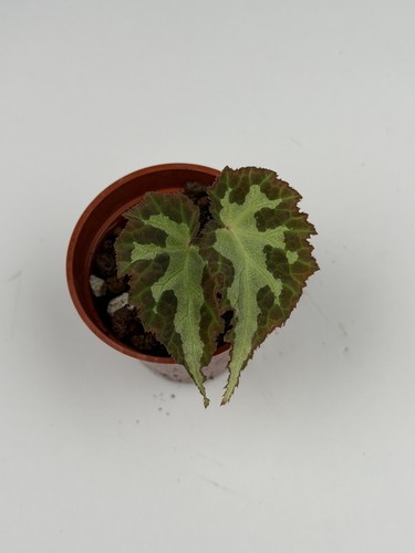 Begonia colorata very - begonia,