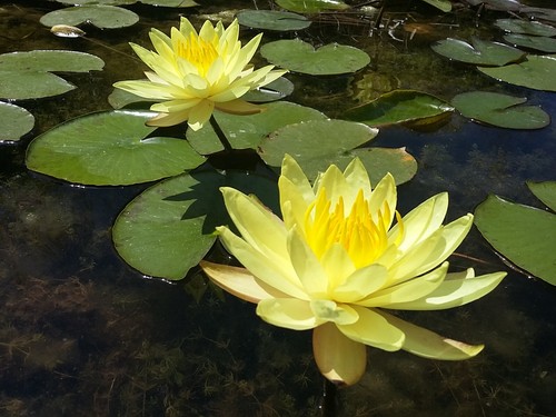 Yellow live water lily - lily, pond