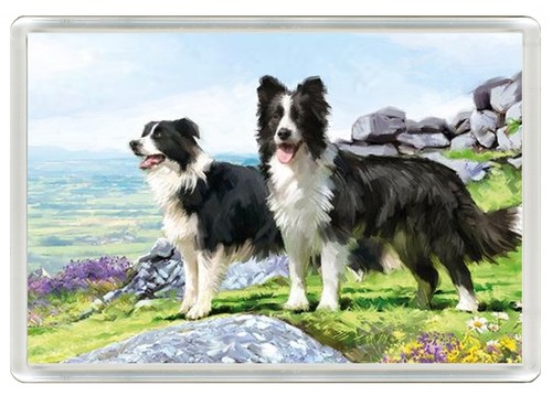 Border collie dog - collie, fridge