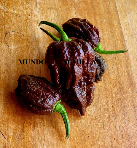 Carolina reaper chocolate the - chocolate, (the