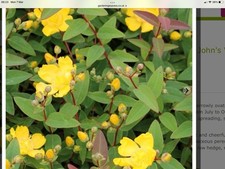 Hypericombe Plants X  2 , St. John's Wort  Yellow Flowers & Berries