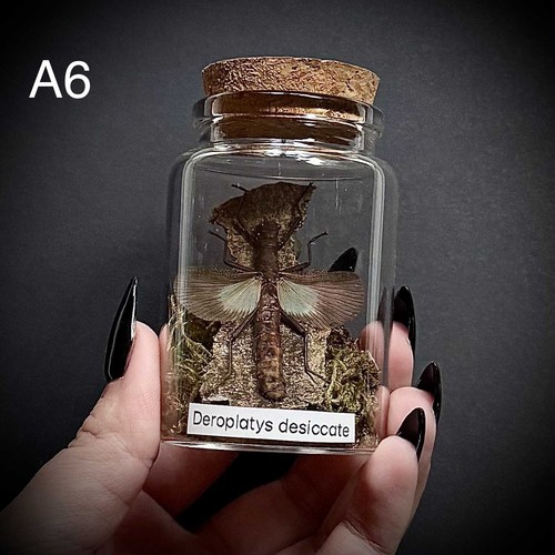 Clearance deroplatys desiccata - clearance,