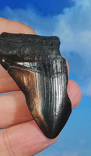 Megalodon Shark Fossil Tooth. 61mm. Boxed. As Shown.  12-15 Million years old.