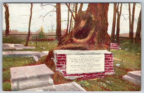 Sycamore tree graveyard - tree,