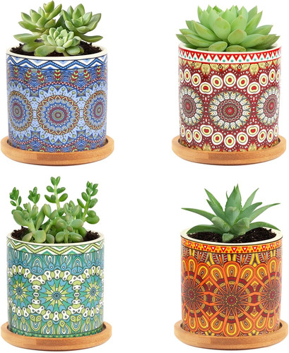 Succulent plant pot with - succulent,