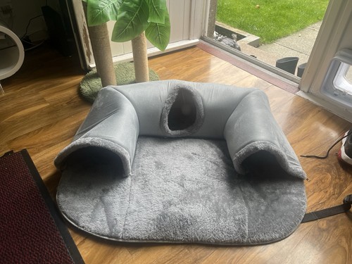 Cat kitten bundle - cat,