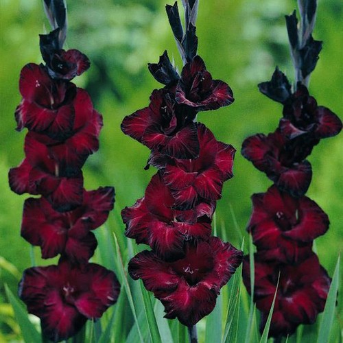 Gladioli back star 10 - gladioli, 8/10