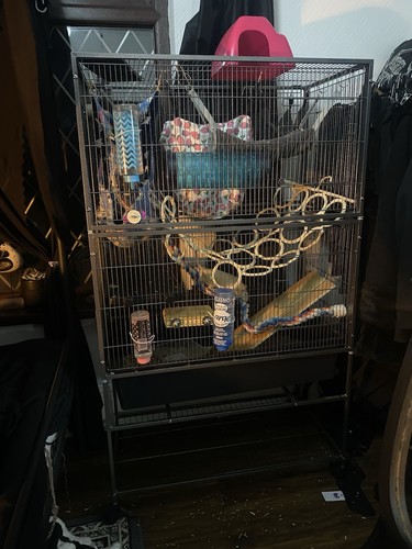 Huge 5ft tall rat - huge, cage