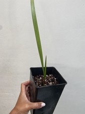 Medjool Date Palm Tree Indoor Plant 2L Pot 20cm Tall Tropical Foliage UK PP