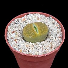 Lithop Aucampiae C395 CV Jacksons Jade  in 5cm pots