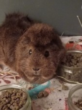 antique cutlery joblot -