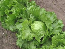 6x Lettuce 'Great Lakes' Plug