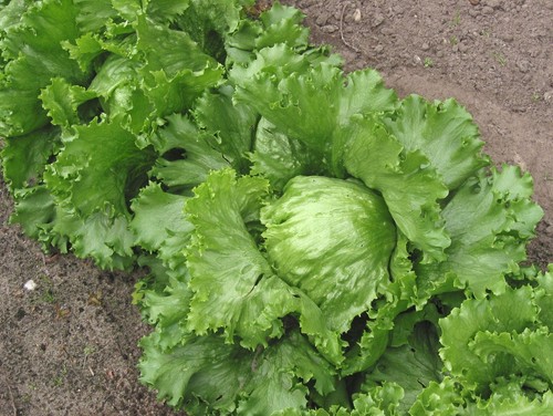 Lettuce great lakes plug - lakes',