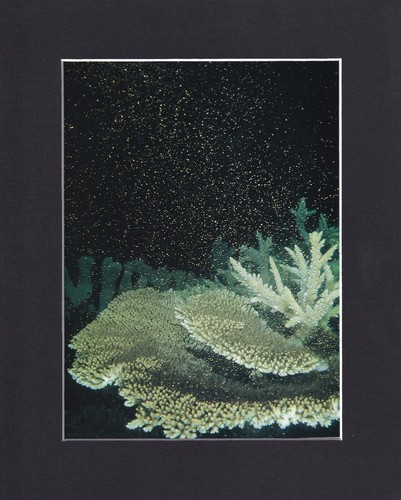 8x10 matted print coral - coral, reef