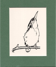 Peter Scott  ~ YOUNG KINGFISHER ~ Black and White print ~ Original 1936