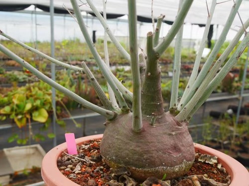 Rare adenia spinosa - rare, wysiwyg