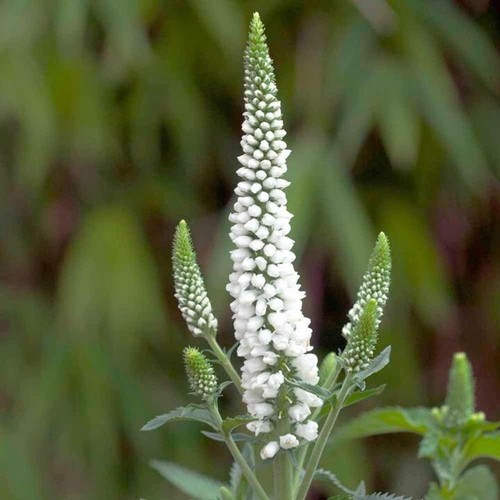 Veronica white wands - veronica,