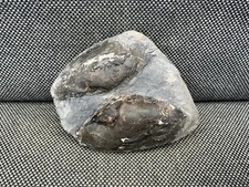 Rare Double Fossil Bivalve in